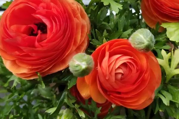 怎么养殖芹叶牡丹，春夏季节每周浇水4-5次