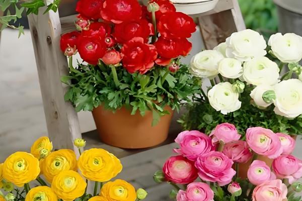 怎么养殖芹叶牡丹，春夏季节每周浇水4-5次