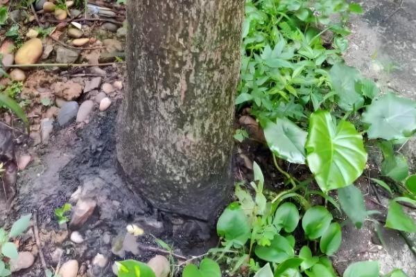 哪些农药可以烧死树根,百草枯、丁草胺等药物具有灭根效果