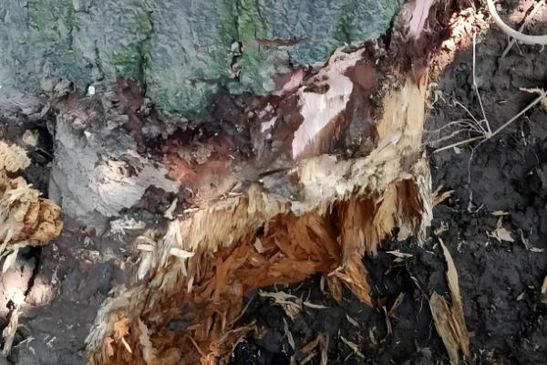 哪些农药可以烧死树根,百草枯、丁草胺等药物具有灭根效果