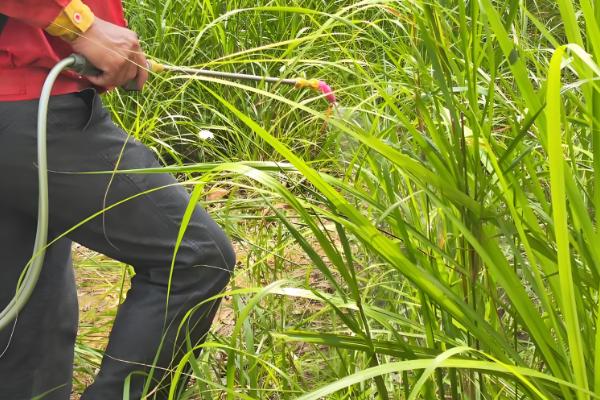 哪些农药可以烧死树根,百草枯、丁草胺等药物具有灭根效果