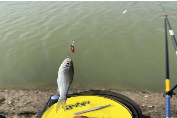 野钓用前打竿还是手竿，取决于鱼情和钓法