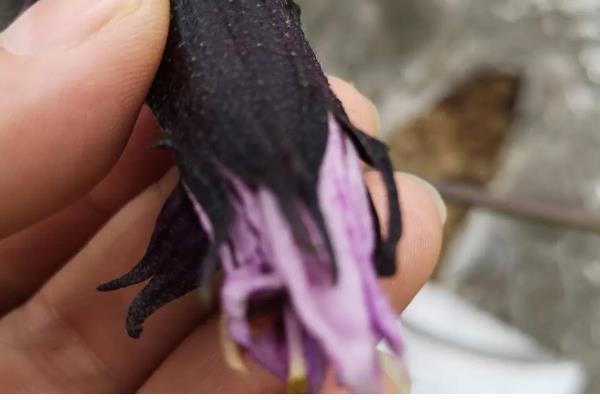 石茄产生的原因,可能是土壤干旱所致