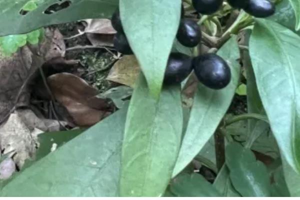 石茄产生的原因,可能是土壤干旱所致