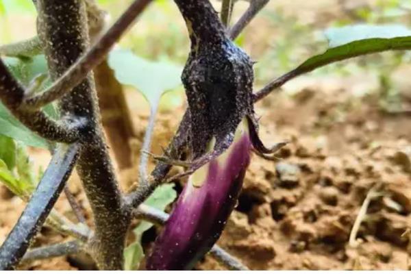 石茄产生的原因,可能是土壤干旱所致
