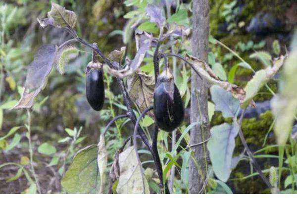 石茄产生的原因,可能是土壤干旱所致