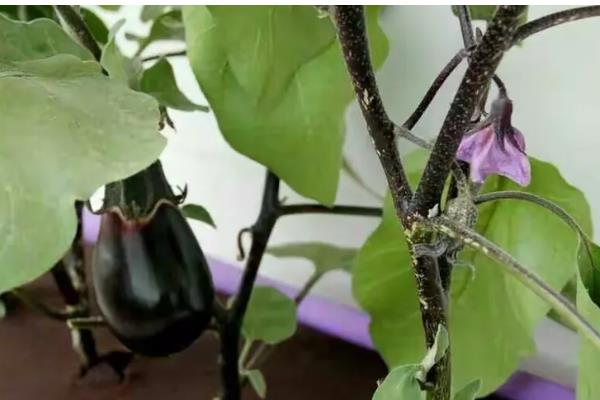 石茄产生的原因,可能是土壤干旱所致