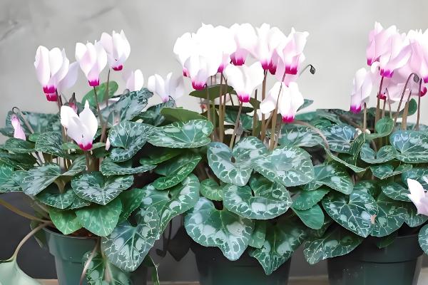 仙客来的浇水方法,生长期每周浇水2-3次