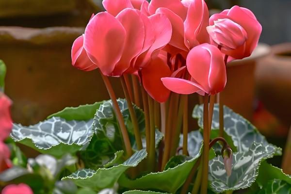 仙客来的浇水方法,生长期每周浇水2-3次