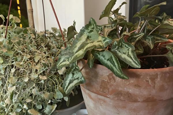 仙客来的浇水方法,生长期每周浇水2-3次