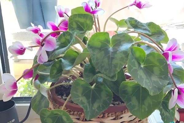 仙客来的浇水方法,生长期每周浇水2-3次