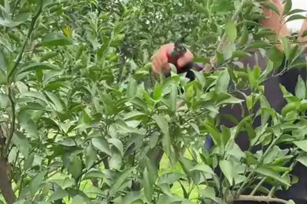 柑橘冻害如何恢复,冻伤的部位要及时修剪掉