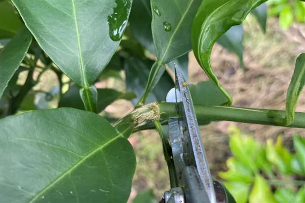 柑橘冻害如何恢复,冻伤的部位要及时修剪掉