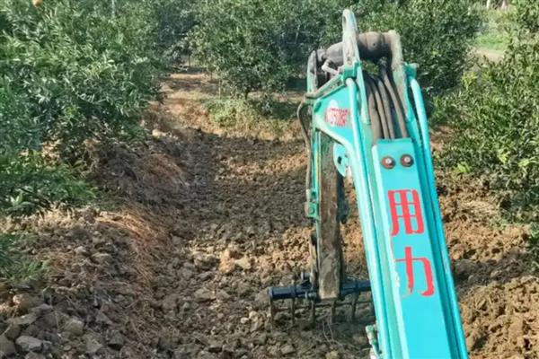 柑橘冻害如何恢复,冻伤的部位要及时修剪掉