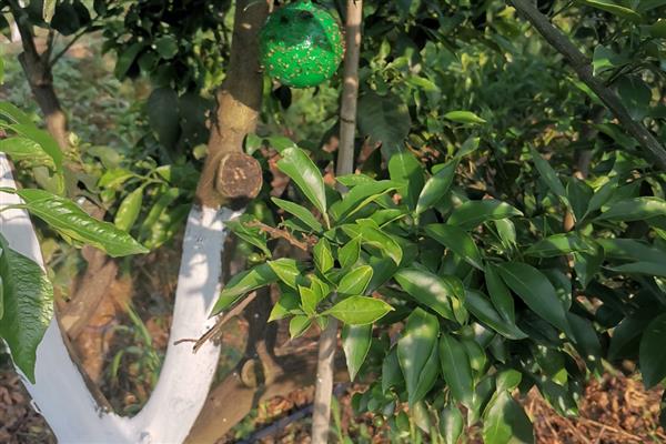 柑橘冻害如何恢复,冻伤的部位要及时修剪掉