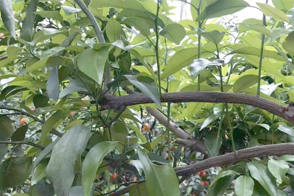 柑橘冻害如何恢复,冻伤的部位要及时修剪掉