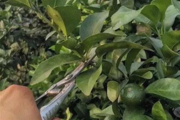 柑橘冻害如何恢复,冻伤的部位要及时修剪掉