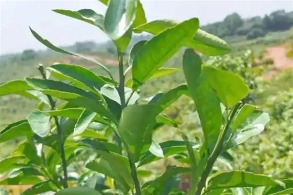 柑橘冻害如何恢复,冻伤的部位要及时修剪掉