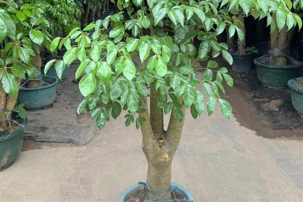 幸福树怎么养，需要控制浇水频次