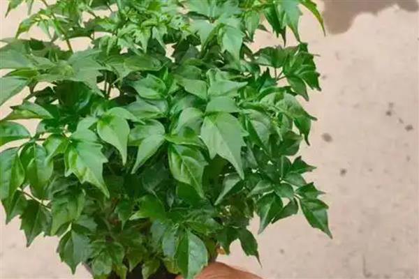 幸福树怎么养，需要控制浇水频次