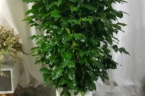 幸福树怎么养，需要控制浇水频次