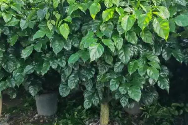 幸福树怎么养，需要控制浇水频次