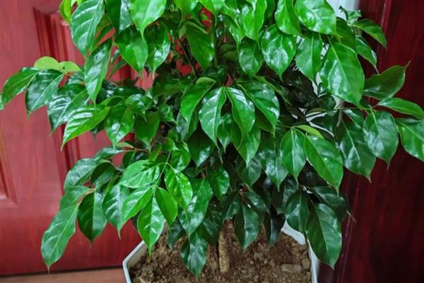 幸福树怎么养，需要控制浇水频次