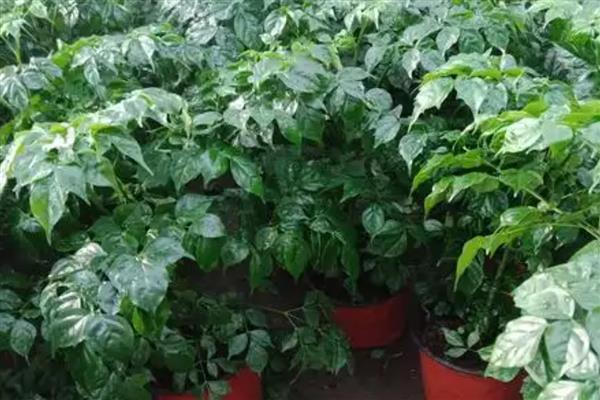 幸福树怎么养，需要控制浇水频次