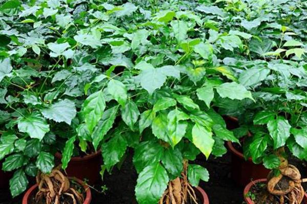 幸福树怎么养，需要控制浇水频次