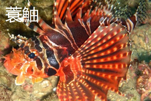 哪些海洋鱼类有毒，常见蓑鮋、洛氏刺尾鱼等品种