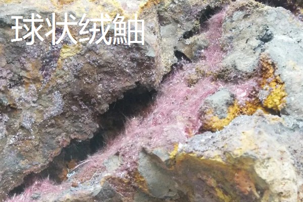 哪些海洋鱼类有毒，常见蓑鮋、洛氏刺尾鱼等品种