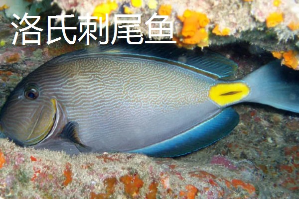 哪些海洋鱼类有毒，常见蓑鮋、洛氏刺尾鱼等品种