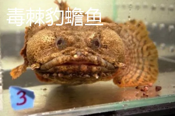 哪些海洋鱼类有毒，常见蓑鮋、洛氏刺尾鱼等品种