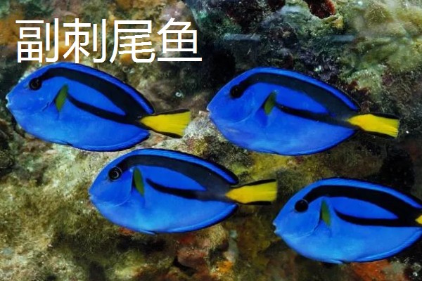 哪些海洋鱼类有毒，常见蓑鮋、洛氏刺尾鱼等品种