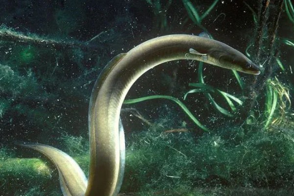 哪些海洋鱼类有毒，常见蓑鮋、洛氏刺尾鱼等品种