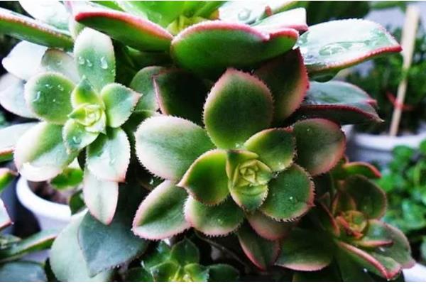 艳日辉夏天会不会休眠，温度高于40℃会进入休眠期