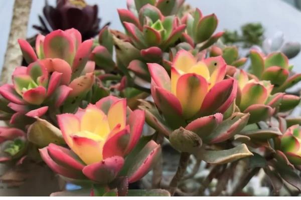 艳日辉夏天会不会休眠，温度高于40℃会进入休眠期