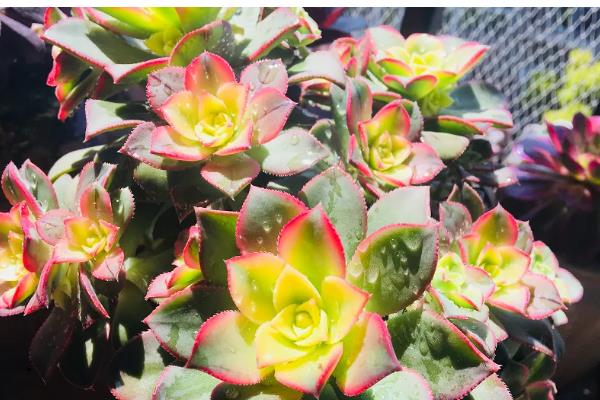 艳日辉夏天会不会休眠，温度高于40℃会进入休眠期