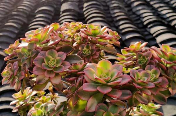 艳日辉夏天会不会休眠，温度高于40℃会进入休眠期