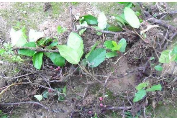 野地瓜何时修剪，在夏季和冬季进行