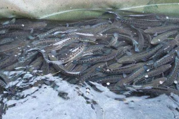 黑鱼养多久才能售卖，经过4-5个月便可上市