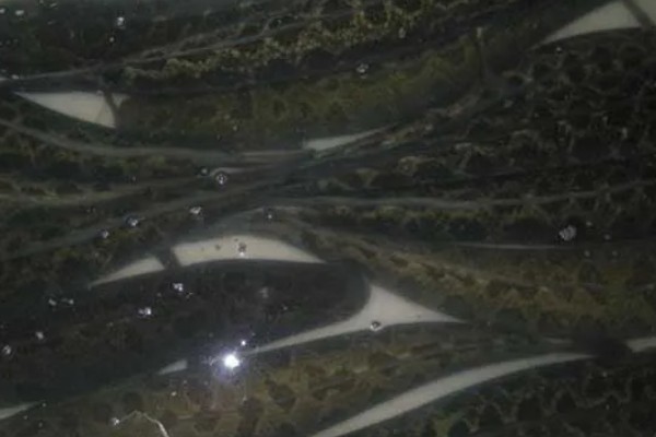 黑鱼养多久才能售卖，经过4-5个月便可上市