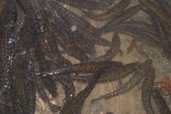 黑鱼养多久才能售卖，经过4-5个月便可上市