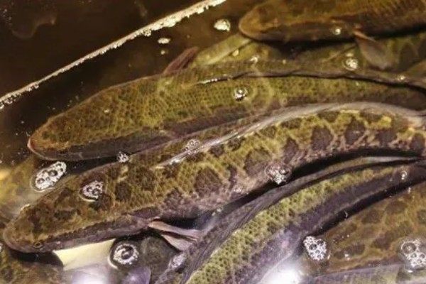 黑鱼养多久才能售卖，经过4-5个月便可上市