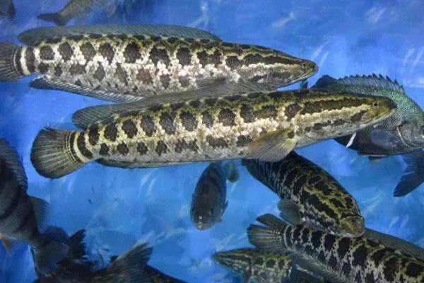 黑鱼养多久才能售卖，经过4-5个月便可上市