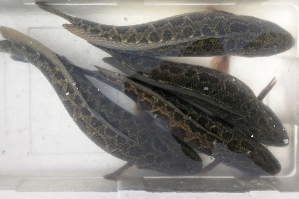 黑鱼养多久才能售卖，经过4-5个月便可上市