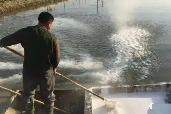 黑鱼养多久才能售卖，经过4-5个月便可上市