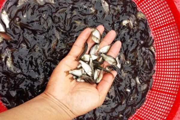 黑鱼养多久才能售卖，经过4-5个月便可上市