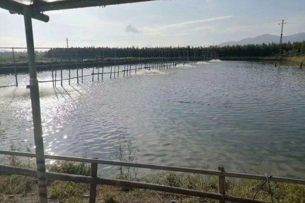 黑鱼养多久才能售卖，经过4-5个月便可上市