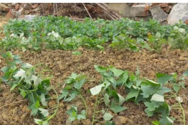 野地瓜何时修剪，在夏季和冬季进行